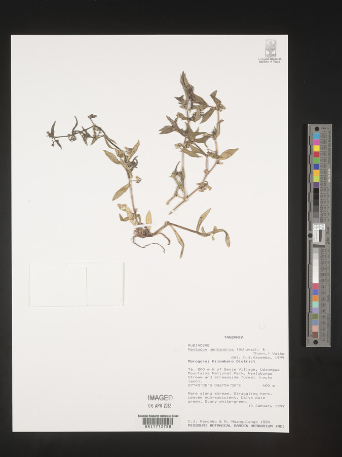 Pentodon pentandrus image