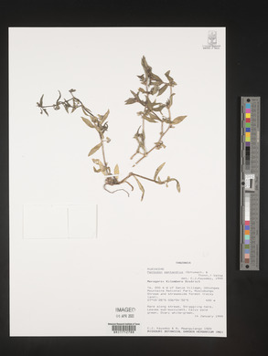 Pentodon pentandrus image