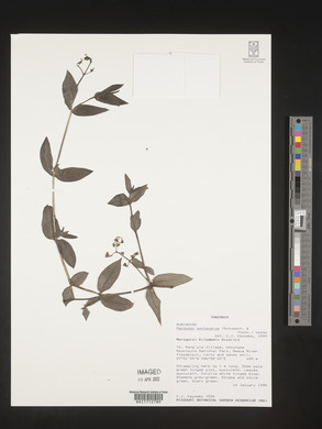 Pentodon pentandrus image