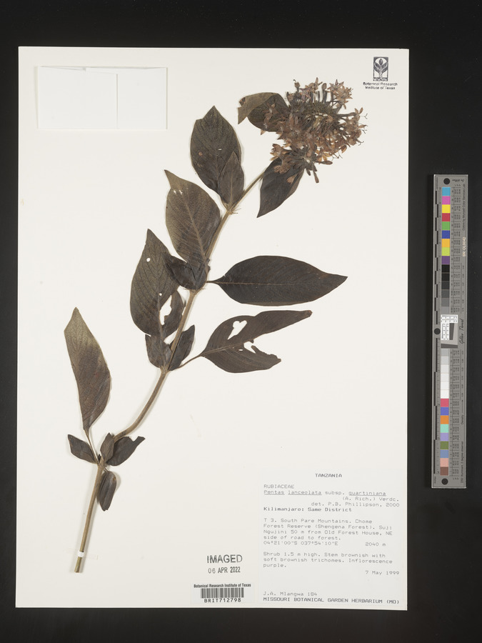 Pentas lanceolata subsp. quartiniana image