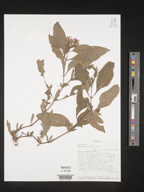 Pentas parvifolia image