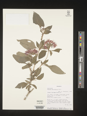 Pentas parvifolia image