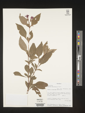 Pentas parvifolia image