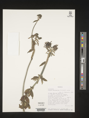 Pentas zanzibarica image