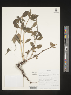 Image Associated With the Occurence