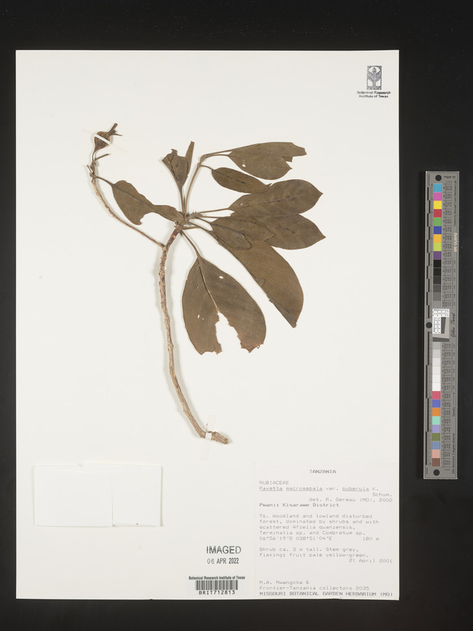 Pavetta macrosepala var. puberula image