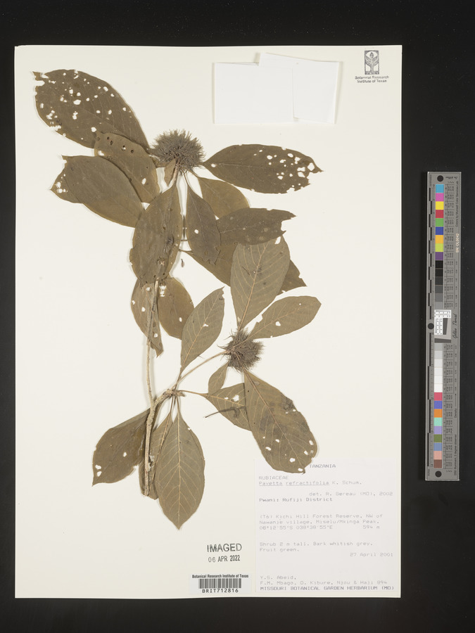 Pavetta refractifolia image