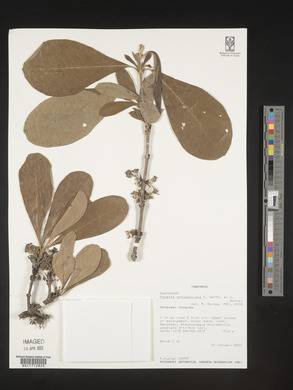 Pavetta schumanniana image