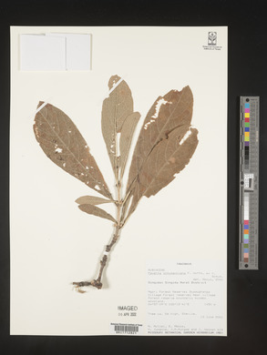 Pavetta schumanniana image