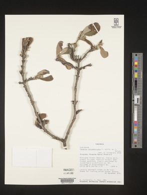Pavetta schumanniana image