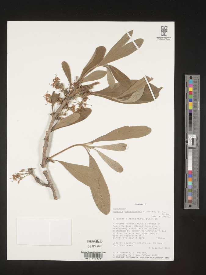 Pavetta schumanniana image