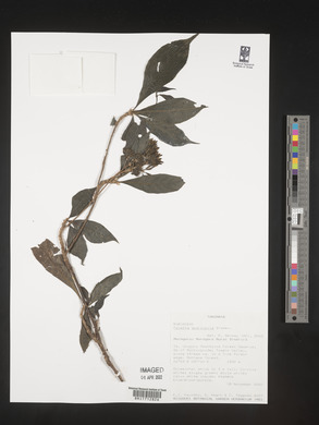 Image Associated With the Occurence