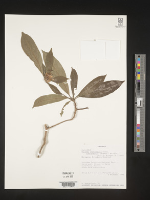 Image Associated With the Occurence