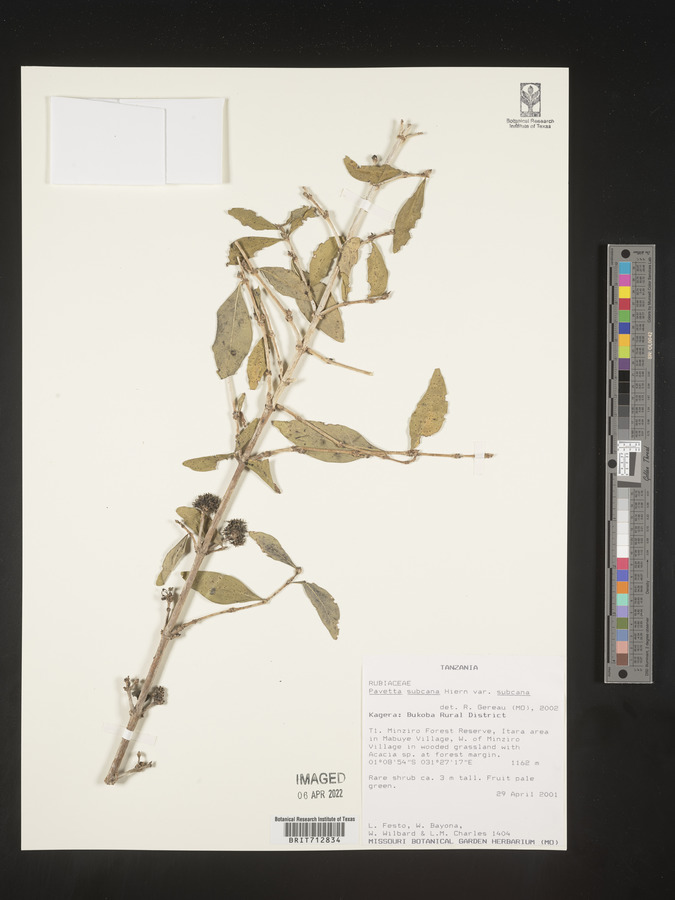 Pavetta subcana var. subcana image