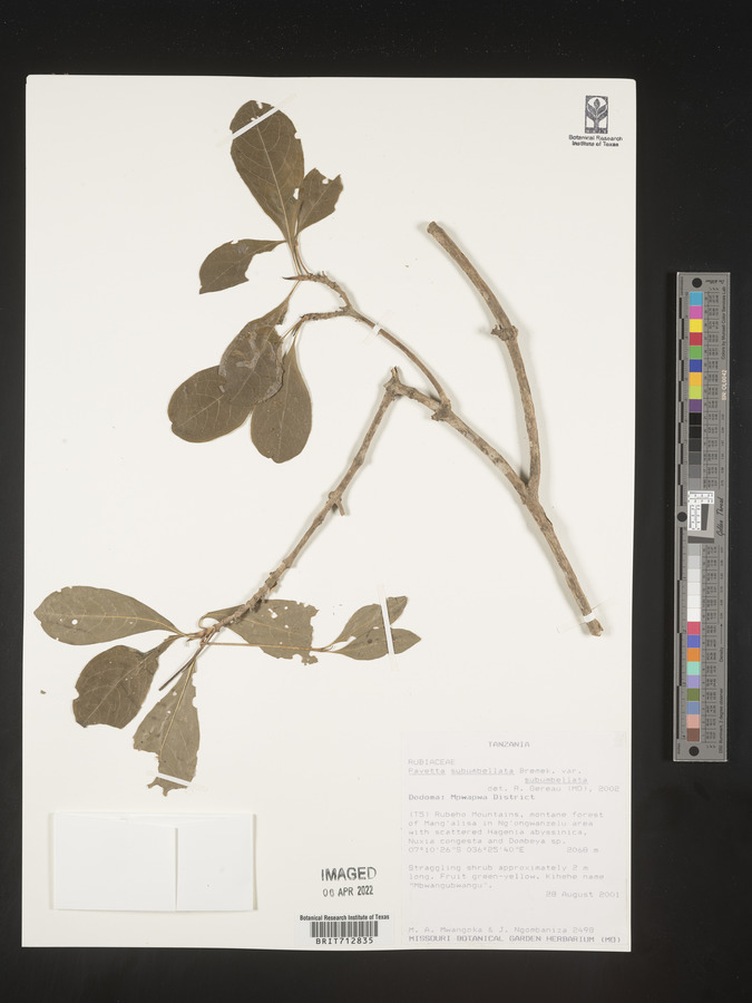 Pavetta subumbellata image