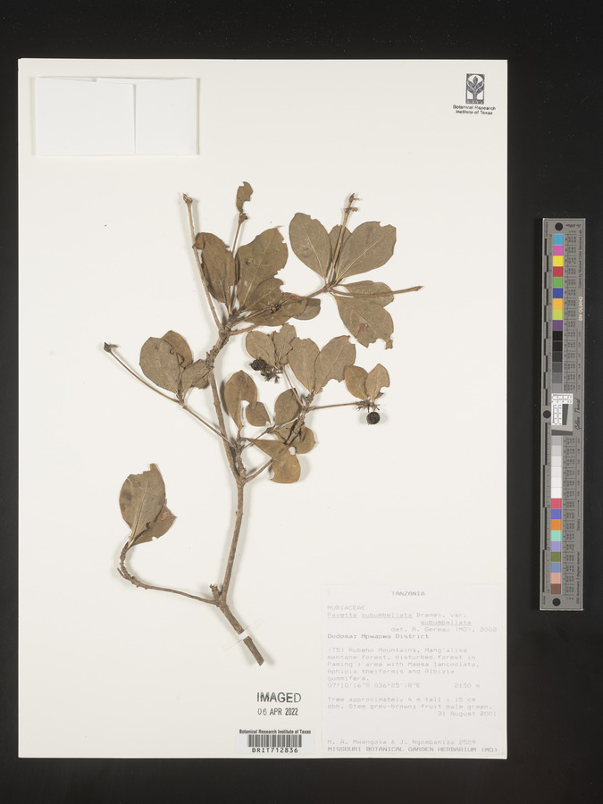 Pavetta subumbellata var. subumbellata image