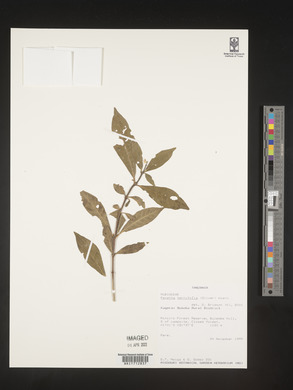 Pavetta ternifolia image