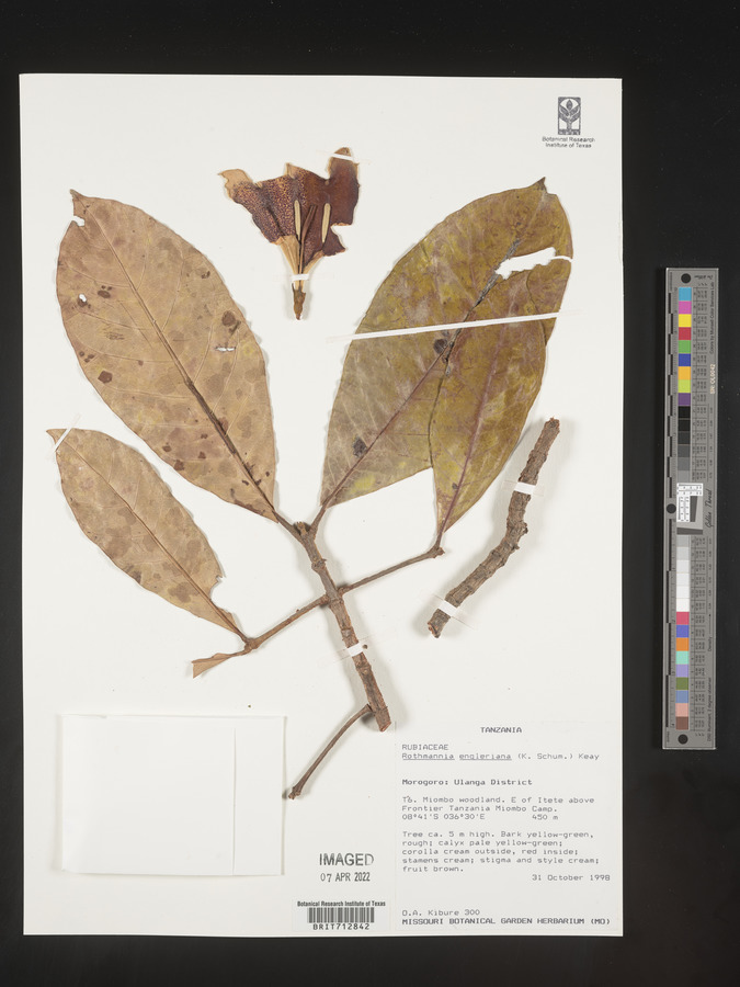 Rothmannia engleriana image