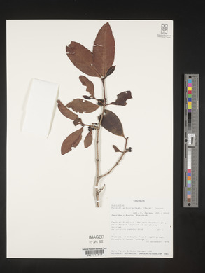 Media resource of Pyrostria bibracteata