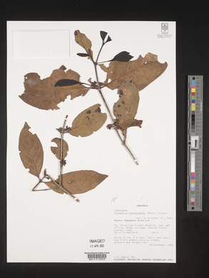 Pyrostria bibracteata image