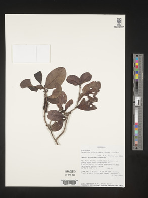 Pyrostria bibracteata image