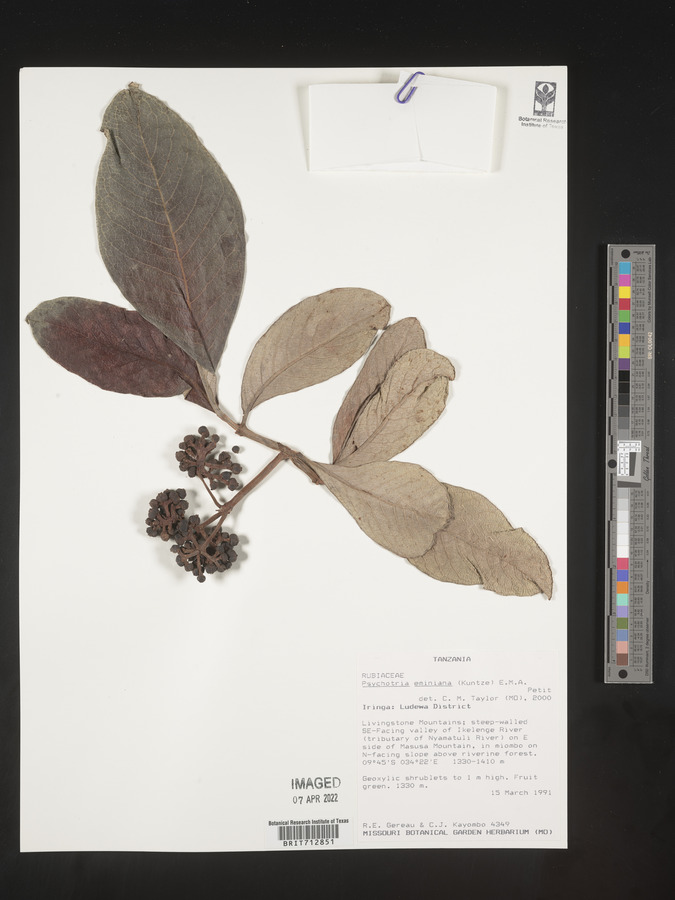Psychotria eminiana image