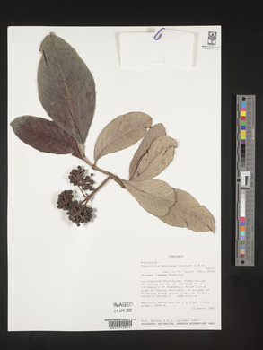 Psychotria eminiana image