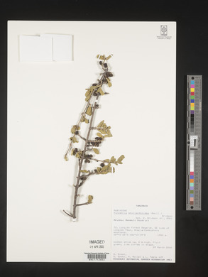 Media resource of Pyrostria phyllanthoidea