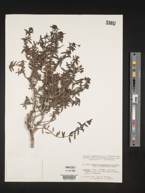 Putoria calabrica image