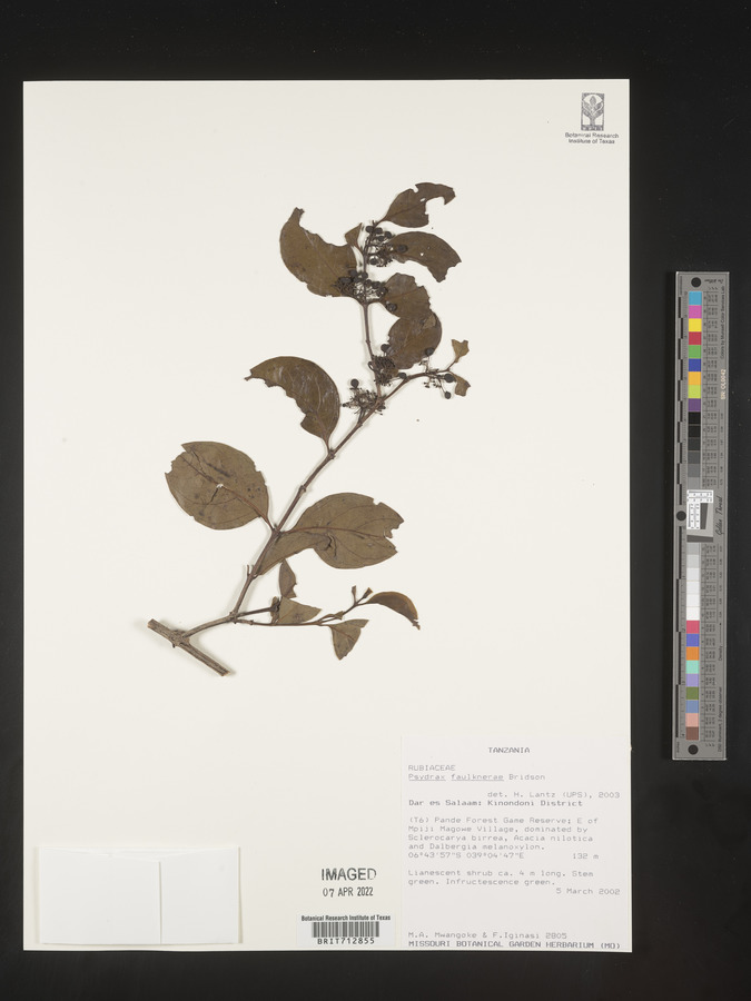 Psydrax faulknerae image