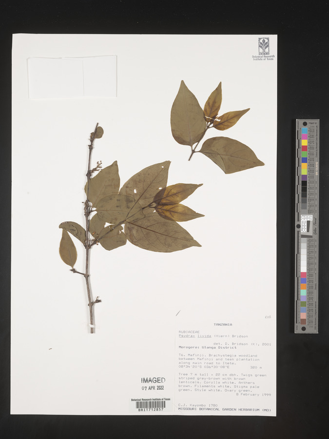 Psydrax livida image
