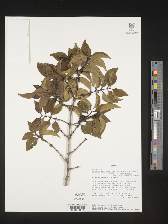 Psydrax schimperiana subsp. schimperiana image
