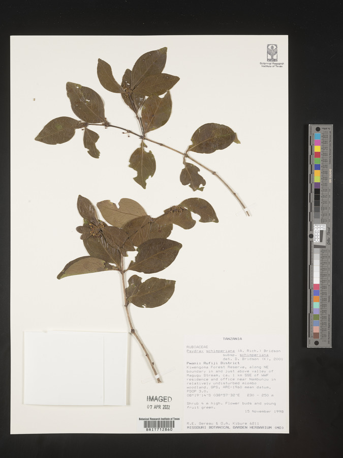 Psydrax schimperiana subsp. schimperiana image