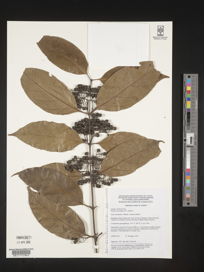 Psydrax subcordata image