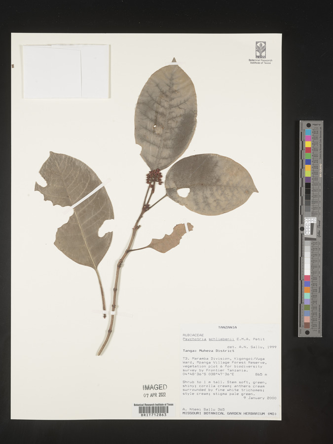 Psychotria schliebenii image