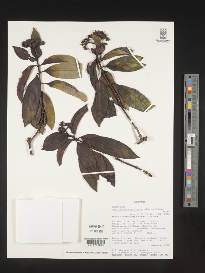 Psychotria succulenta image
