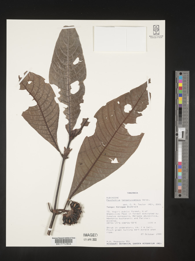 Psychotria tanganyicensis image