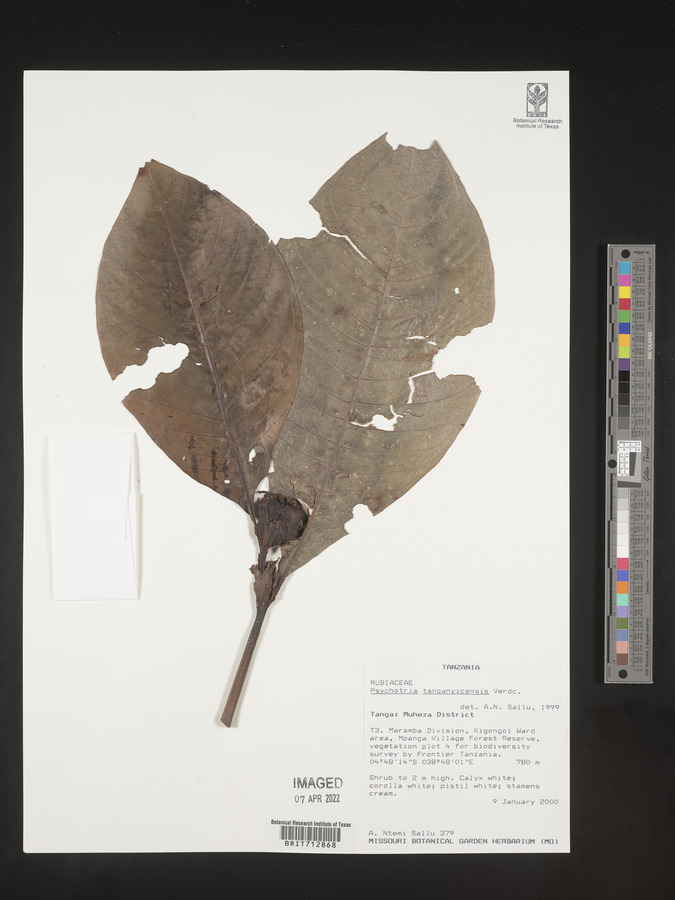 Psychotria tanganyicensis image