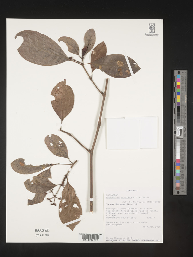 Psychotria triclada image