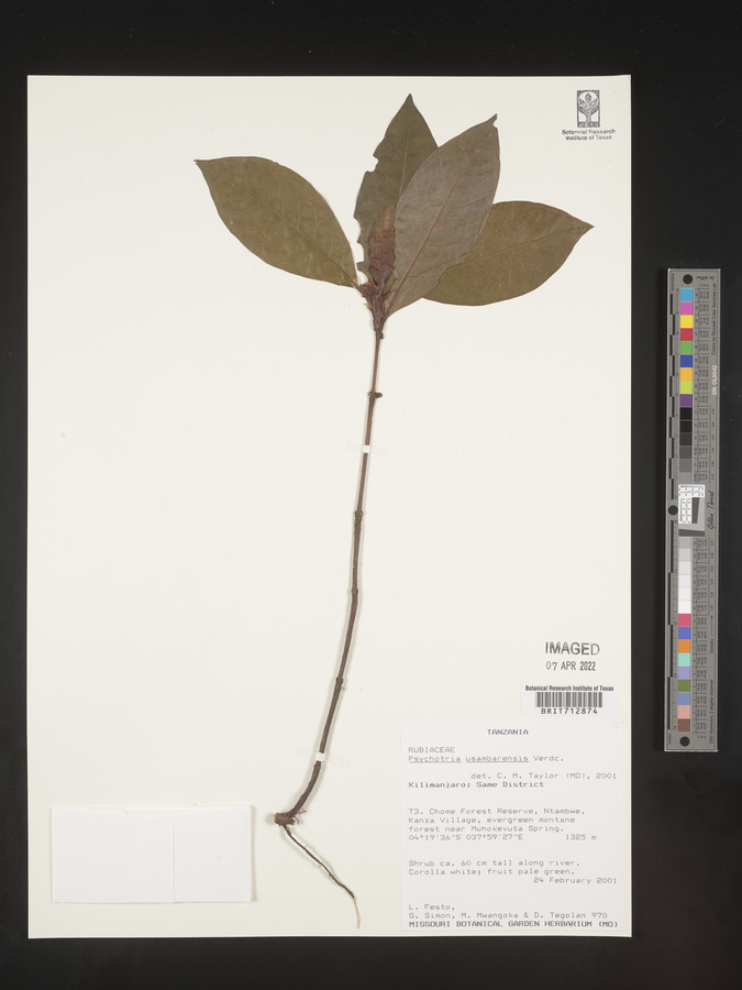 Psychotria usambarensis image