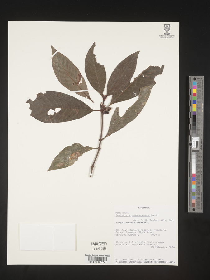 Psychotria usambarensis image