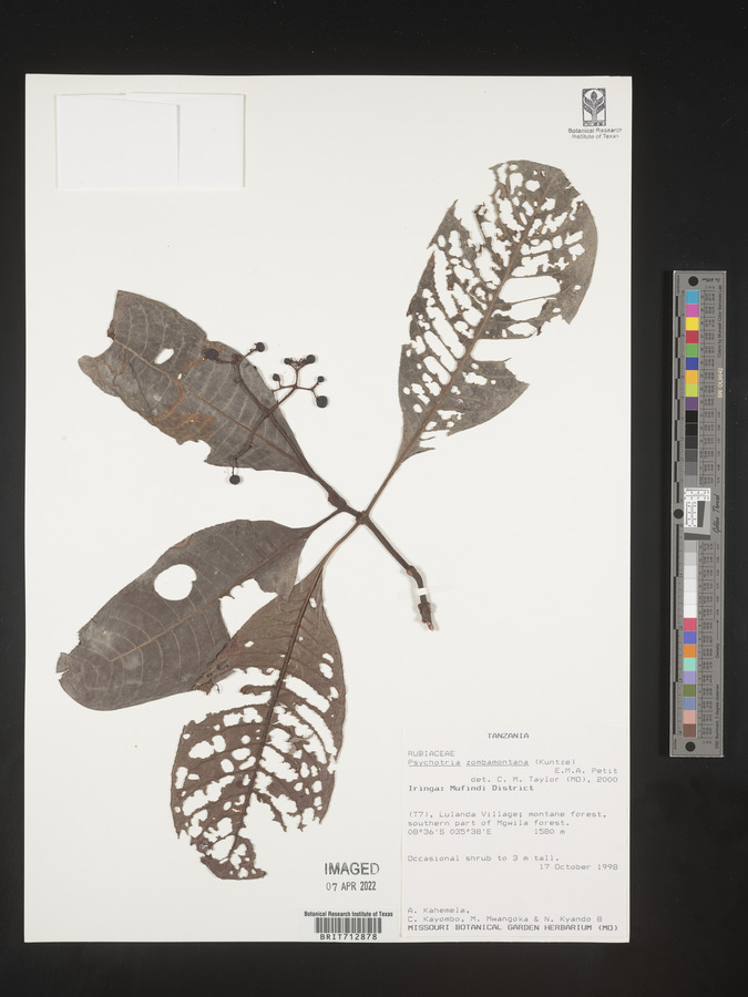 Psychotria zombamontana image