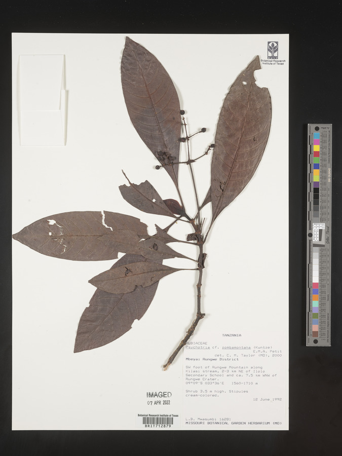 Psychotria zombamontana image