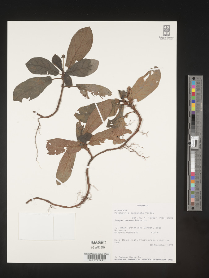 Psychotria pandurata image