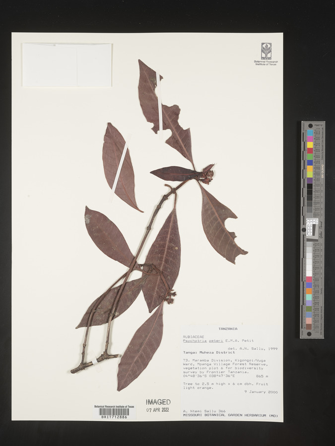 Psychotria peteri image