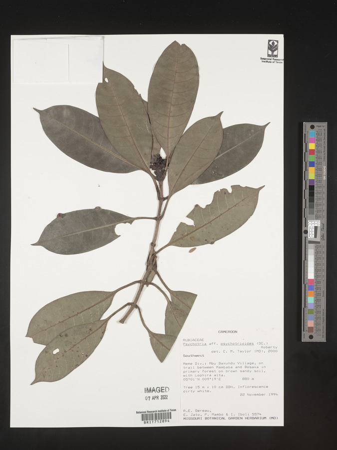 Psychotria psychotrioides image