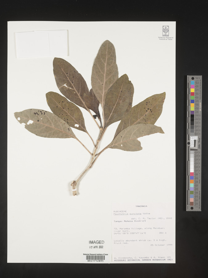 Psychotria punctata image