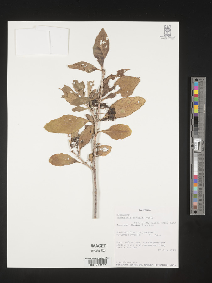 Psychotria punctata image