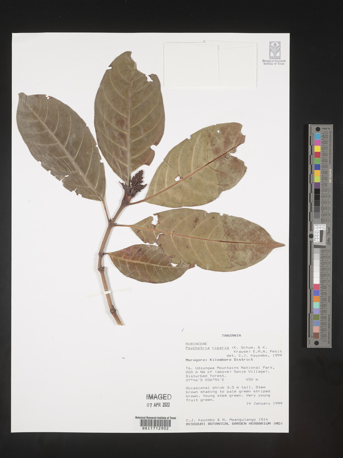 Psychotria capensis subsp. riparia image