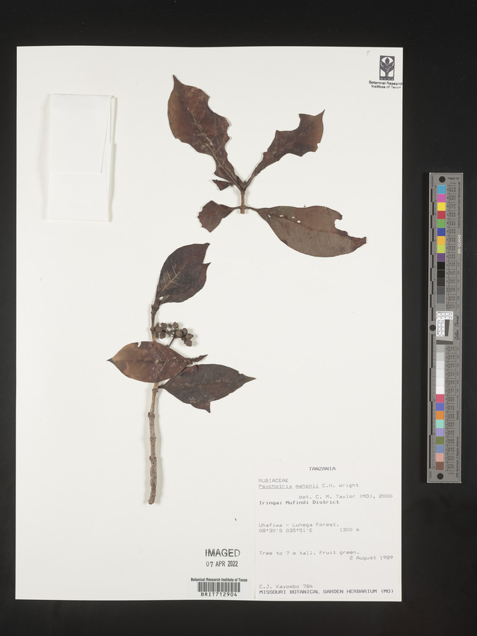 Psychotria mahonii image
